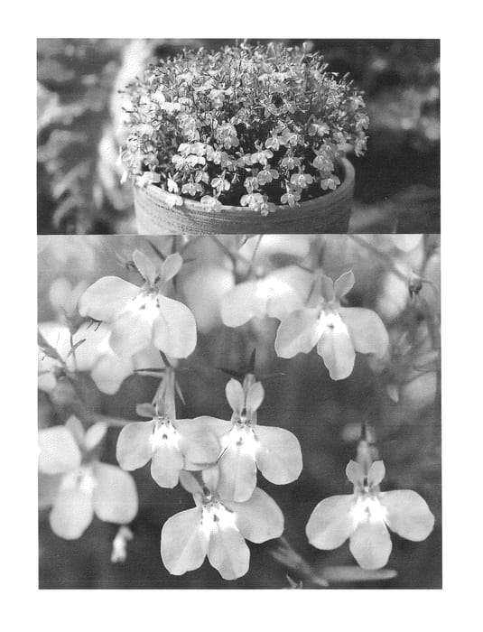 Figure 1 of US plant patent PP25649, the photograph of Sunlobecopin printed in the patent.