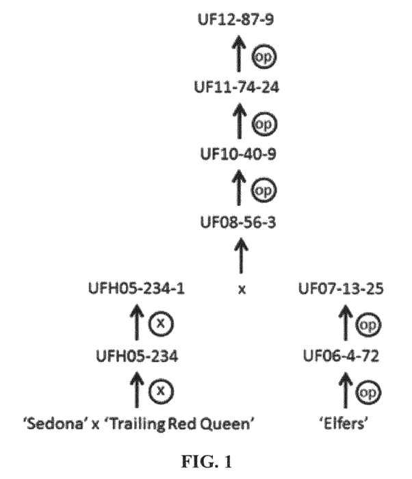 Figure 1 of US plant patent PP25650, the photograph of UF12-87-9 printed in the patent.