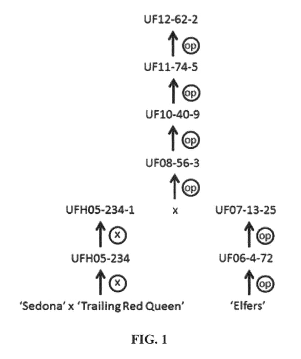 Figure 1 of US plant patent PP25651, the photograph of UF12-62-2 printed in the patent.