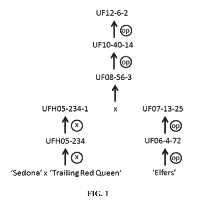 Figure 1 of US plant patent PP25652, the photograph of UF12-6-2 printed in the patent.