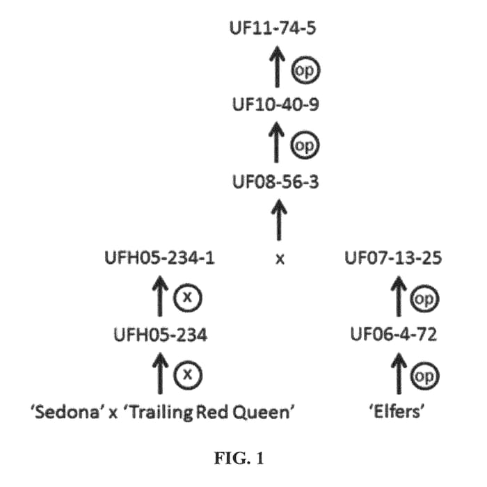 Figure 1 of US plant patent PP25653, the photograph of UF11-74-5 printed in the patent.