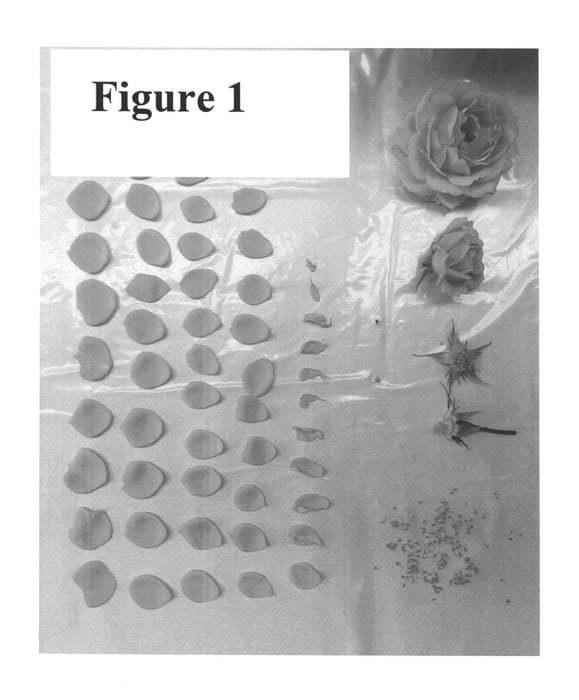 Figure 1 of US plant patent PP25654, the photograph of Poulpar080 printed in the patent.