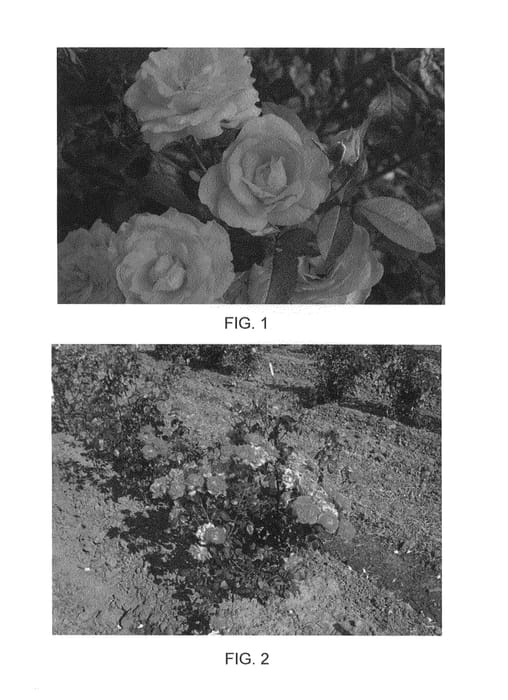 Figure 1 of US plant patent PP25655, the photograph of Radtreasure printed in the patent.