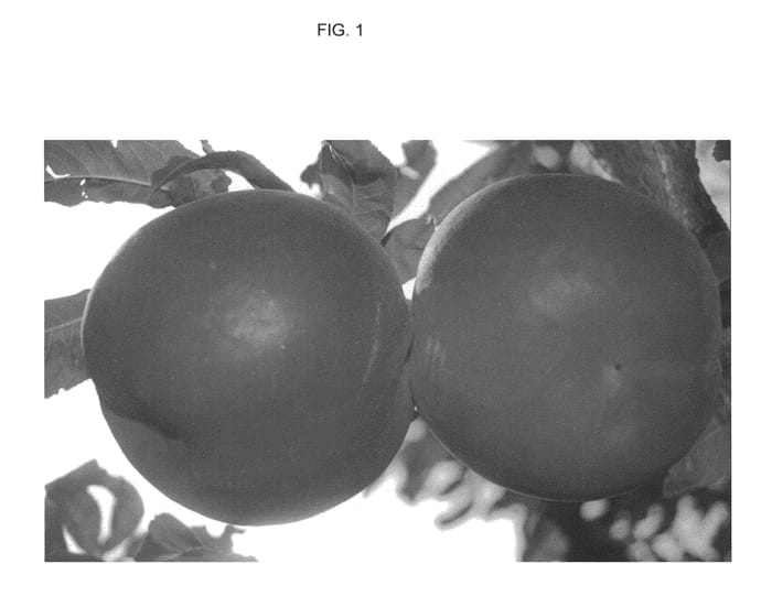 Figure 1 of US plant patent PP25656, the photograph of CRISPSUN printed in the patent.