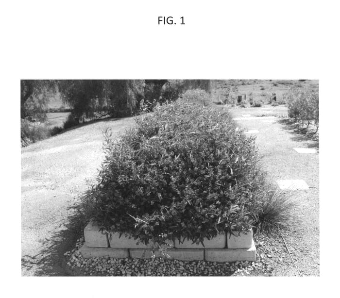 Figure 1 of US plant patent PP25657, the photograph of HB1.08 printed in the patent.