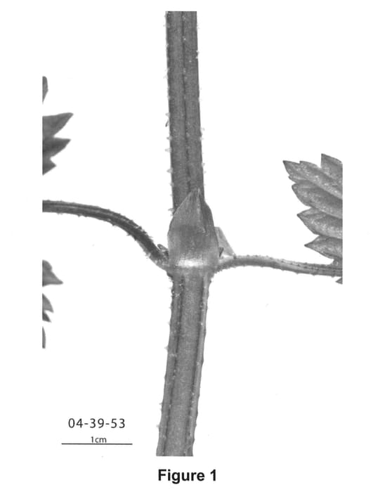 Figure 1 of US plant patent PP25658, the photograph of Hort3953 printed in the patent.