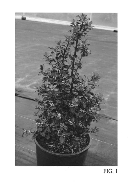 Figure 1 of US plant patent PP25659, the photograph of Centennial Dragon printed in the patent.