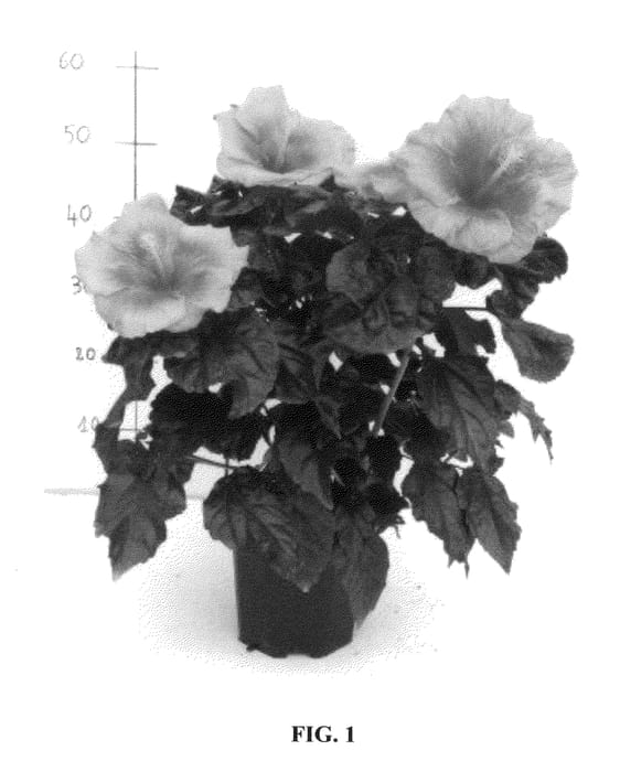 Figure 1 of US plant patent PP25660, the photograph of Lanlampasas printed in the patent.