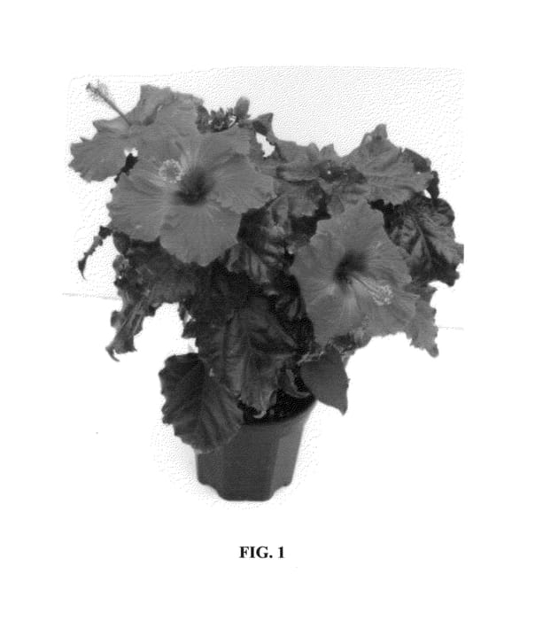 Figure 1 of US plant patent PP25661, the photograph of Landrasos printed in the patent.