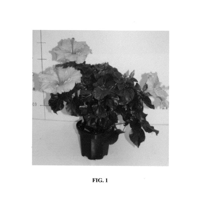Figure 1 of US plant patent PP25662, the photograph of Lansabine printed in the patent.