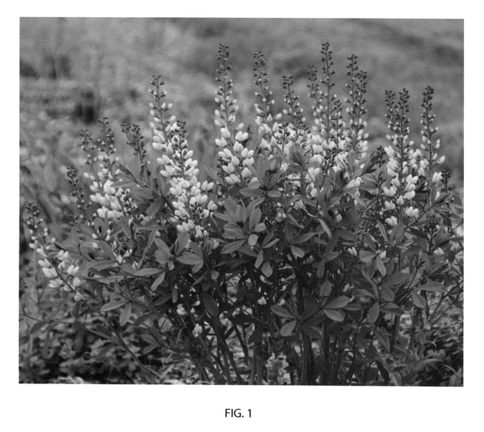 Figure 1 of US plant patent PP25663, the photograph of Vanilla Cream printed in the patent.