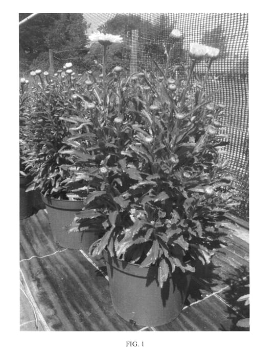 Figure 1 of US plant patent PP25664, the photograph of Real Dream printed in the patent.
