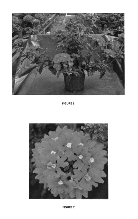 Figure 1 of US plant patent PP25665, the photograph of VEAZ0016 printed in the patent.