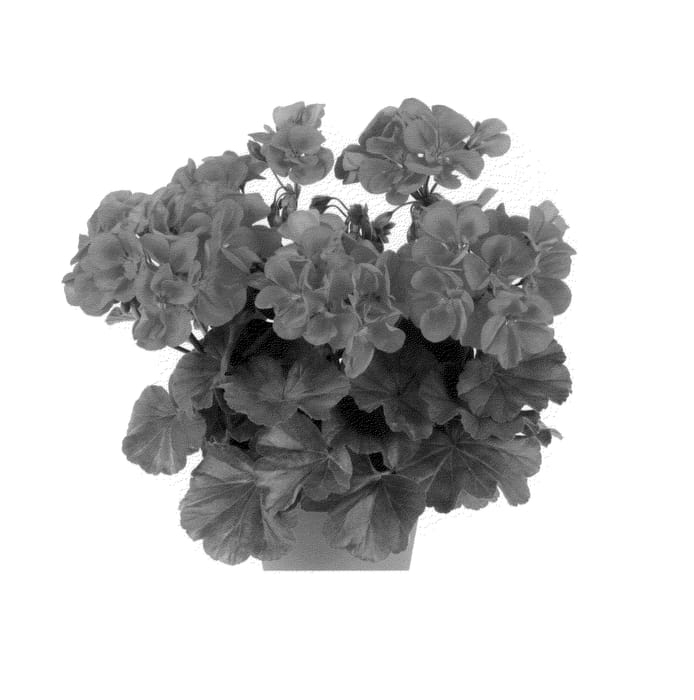 Figure 1 of US plant patent PP25666, the photograph of Duesarpun printed in the patent.