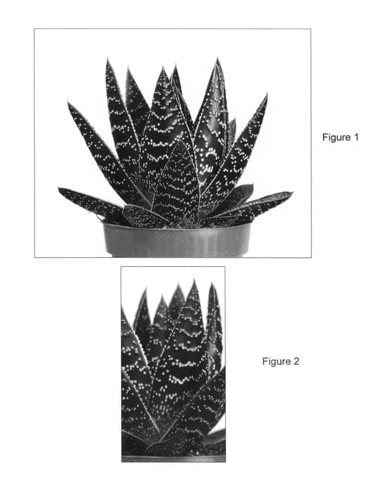 Figure 1 of US plant patent PP25667, the photograph of Royal Wolfgang printed in the patent.
