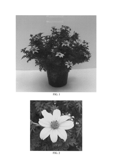 Figure 1 of US plant patent PP25668, the photograph of DANBID7346 printed in the patent.