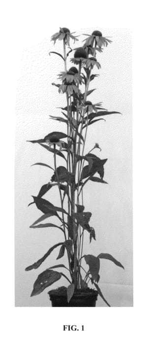 Figure 1 of US plant patent PP25669, the photograph of Orpass printed in the patent.
