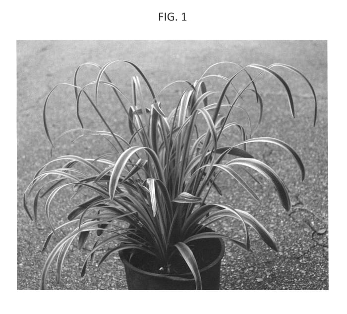 Figure 1 of US plant patent PP25670, the photograph of Pontovia printed in the patent.