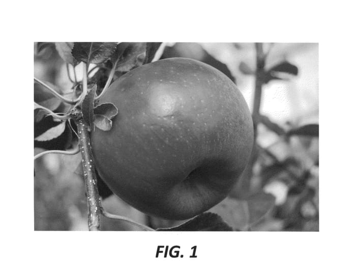 Figure 1 of US plant patent PP25671, the photograph of Ladina printed in the patent.