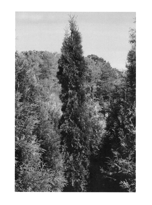 Figure 1 of US plant patent PP25672, the photograph of SMTOTM printed in the patent.