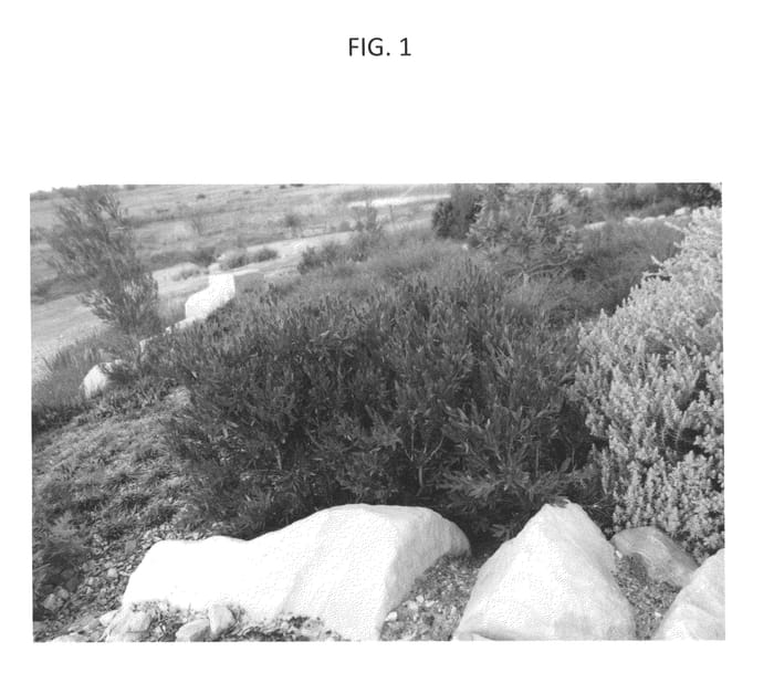 Figure 1 of US plant patent PP25673, the photograph of KPS38 printed in the patent.