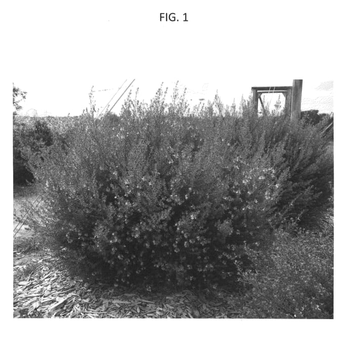Figure 1 of US plant patent PP25674, the photograph of WES03 printed in the patent.