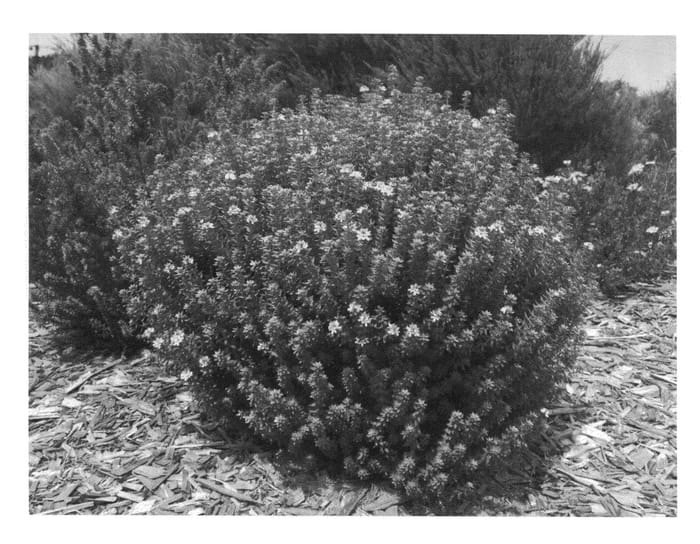 Figure 1 of US plant patent PP25675, the photograph of WES04 printed in the patent.