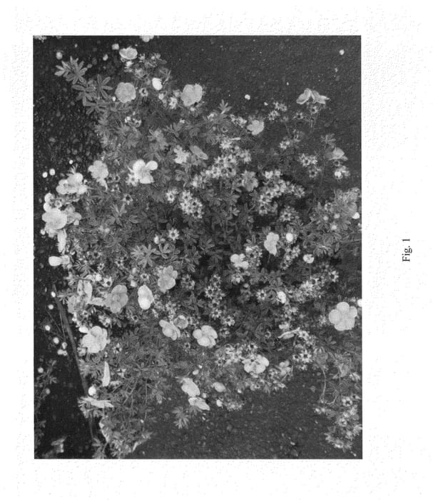 Figure 1 of US plant patent PP25676, the photograph of KM02 printed in the patent.
