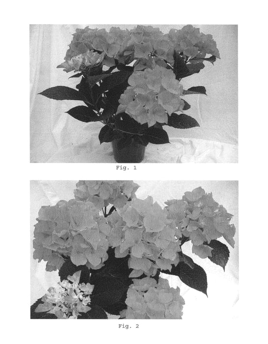 Figure 1 of US plant patent PP25677, the photograph of BC7.12 printed in the patent.