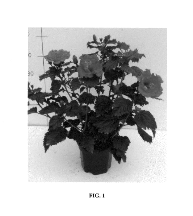 Figure 1 of US plant patent PP25678, the photograph of Lanred printed in the patent.