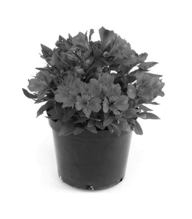 Figure 1 of US plant patent PP25679, the photograph of Jessica printed in the patent.