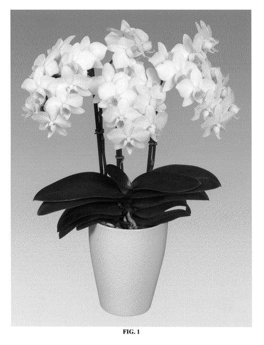 Figure 1 of US plant patent PP25680, the photograph of PHALDUXI printed in the patent.