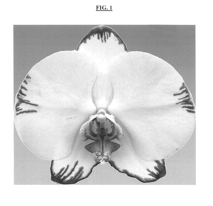 Figure 1 of US plant patent PP25681, the photograph of New Day printed in the patent.