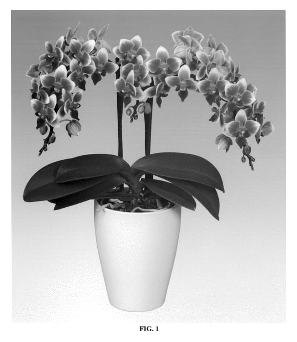 Figure 1 of US plant patent PP25682, the photograph of PHALDOMEO printed in the patent.