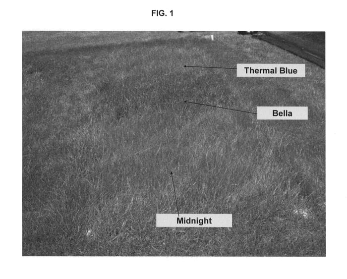 Figure 1 of US plant patent PP25683, the photograph of NE-KYB-05-001 printed in the patent.