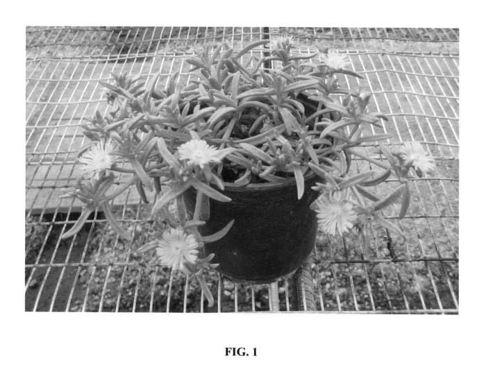 Figure 1 of US plant patent PP25684, the photograph of WOW2011-1 printed in the patent.