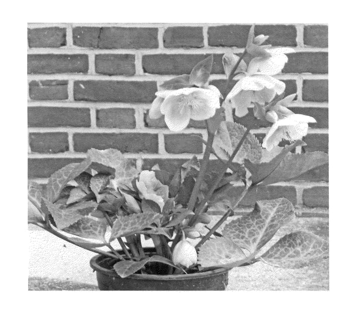 Figure 1 of US plant patent PP25685, the photograph of EPBRD01 printed in the patent.
