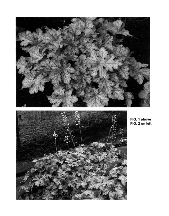 Figure 1 of US plant patent PP25686, the photograph of Honey Rose printed in the patent.