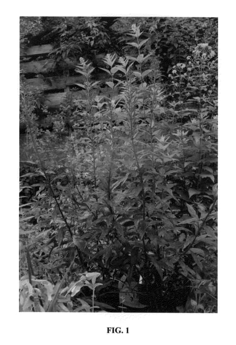 Figure 1 of US plant patent PP25687, the photograph of Black Truffle printed in the patent.