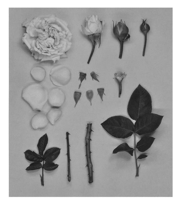 Figure 1 of US plant patent PP25688, the photograph of KORmaccap printed in the patent.