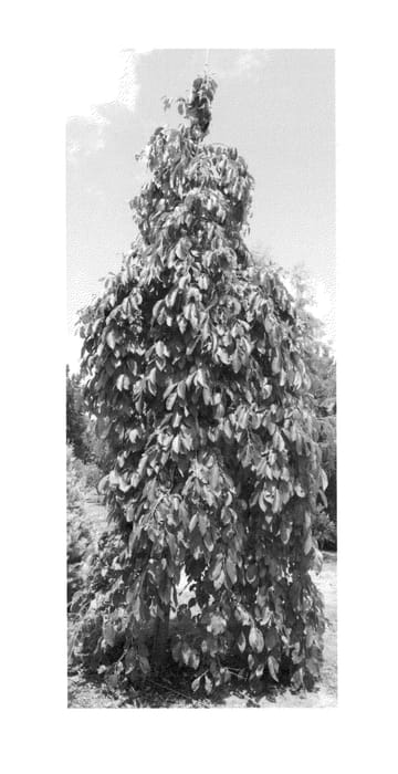 Figure 1 of US plant patent PP25689, the photograph of JN5 printed in the patent.