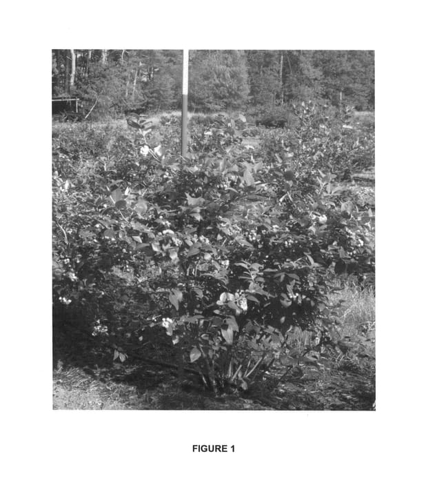 Figure 1 of US plant patent PP25690, the photograph of Blue Silk printed in the patent.
