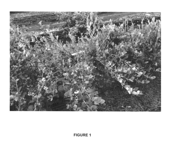 Figure 1 of US plant patent PP25691, the photograph of Cipria printed in the patent.