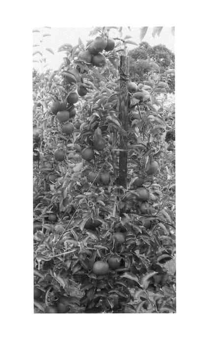 Figure 1 of US plant patent PP25692, the photograph of Wiltons Star printed in the patent.