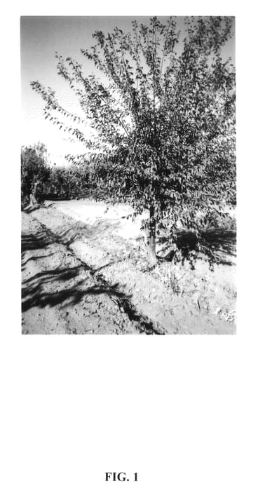 Figure 1 of US plant patent PP25693, the photograph of A B 207 printed in the patent.