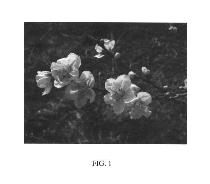 Figure 1 of US plant patent PP25694, the photograph of Nectafest printed in the patent.