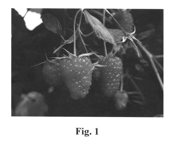 Figure 1 of US plant patent PP25695, the photograph of Evita printed in the patent.