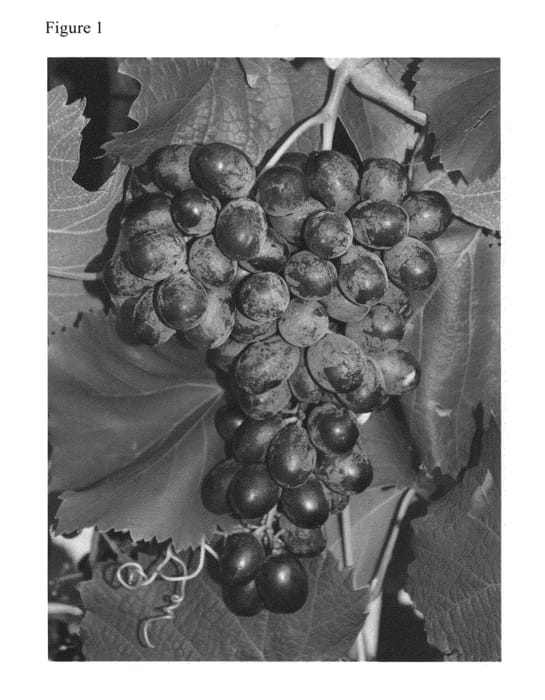 Figure 1 of US plant patent PP25696, the photograph of Faith printed in the patent.