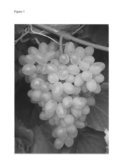 Figure 1 of US plant patent PP25697, the photograph of Hope printed in the patent.
