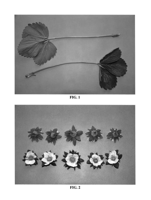 Figure 1 of US plant patent PP25698, the photograph of DrisStrawThirtySix printed in the patent.